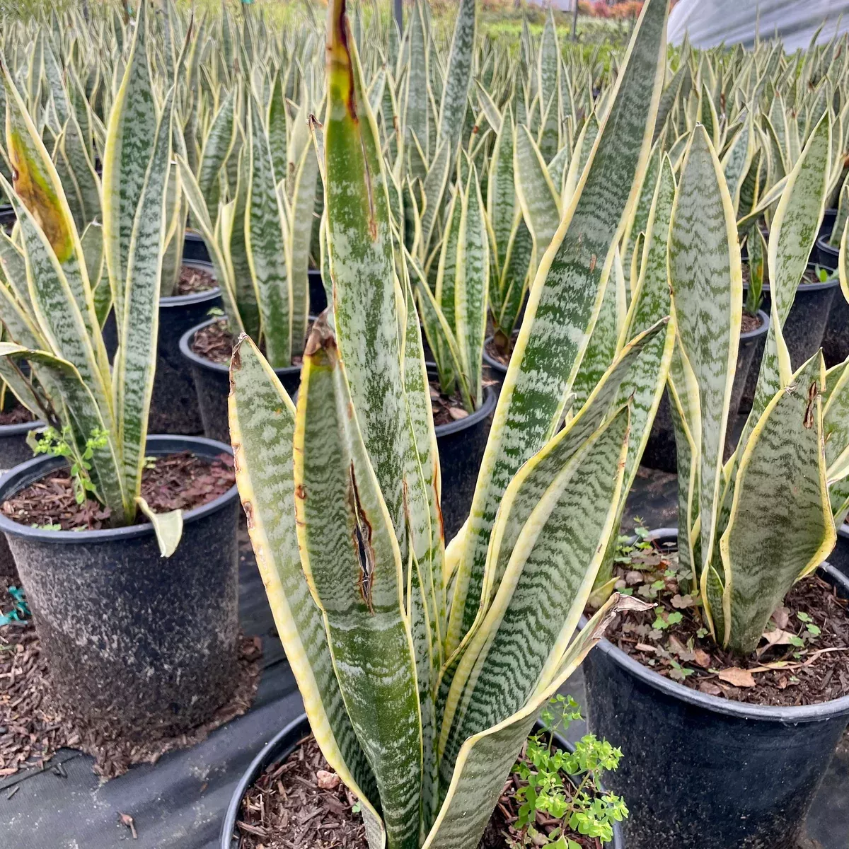 Variegated Snake Plant