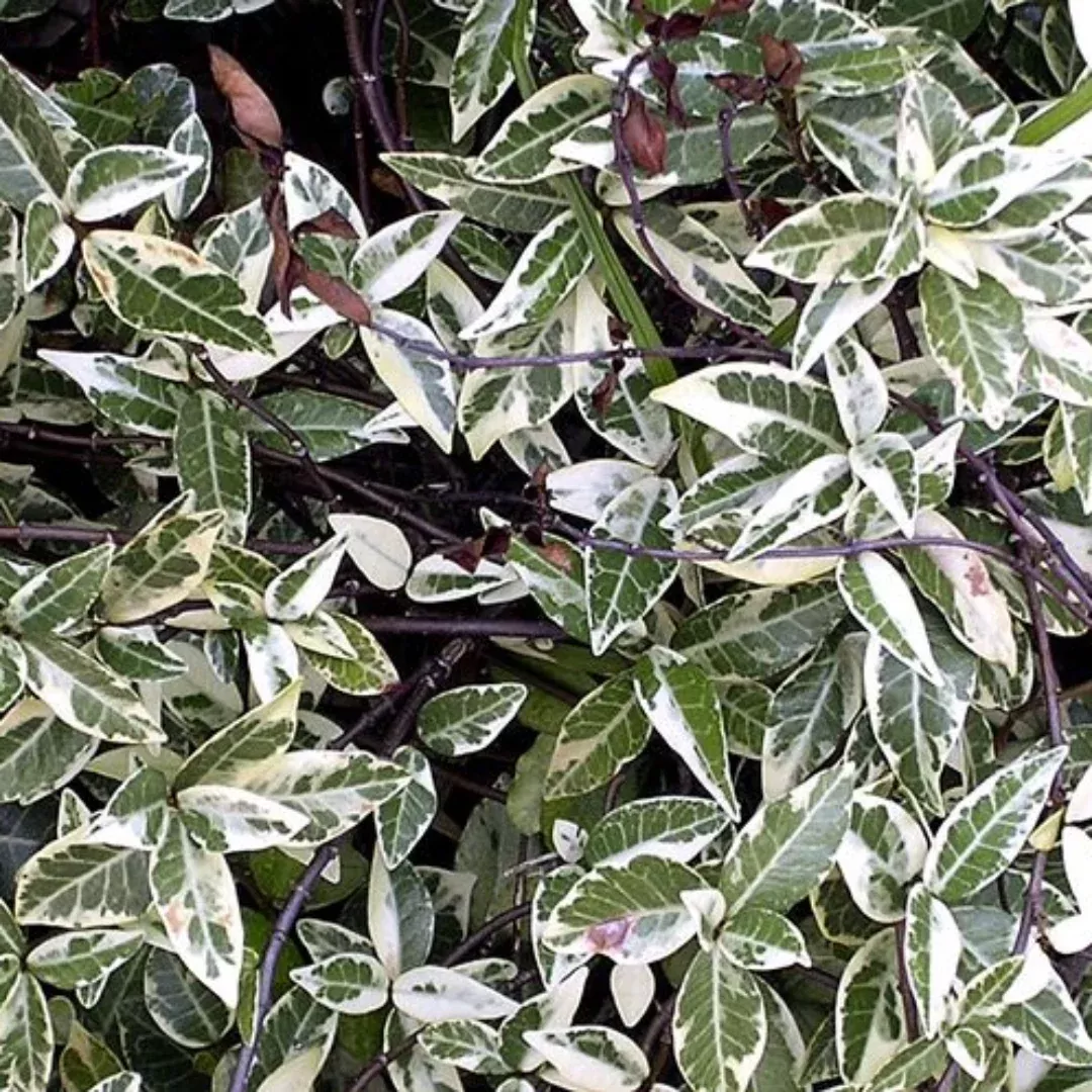 Variegated Star Jasmine