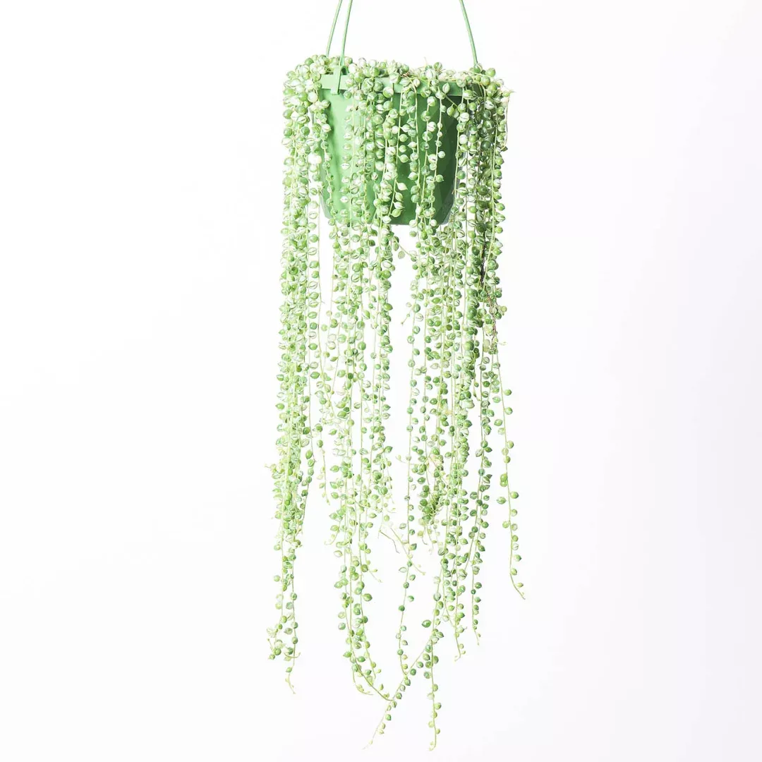 Variegated String of Pearls COLLECTOR PLANT