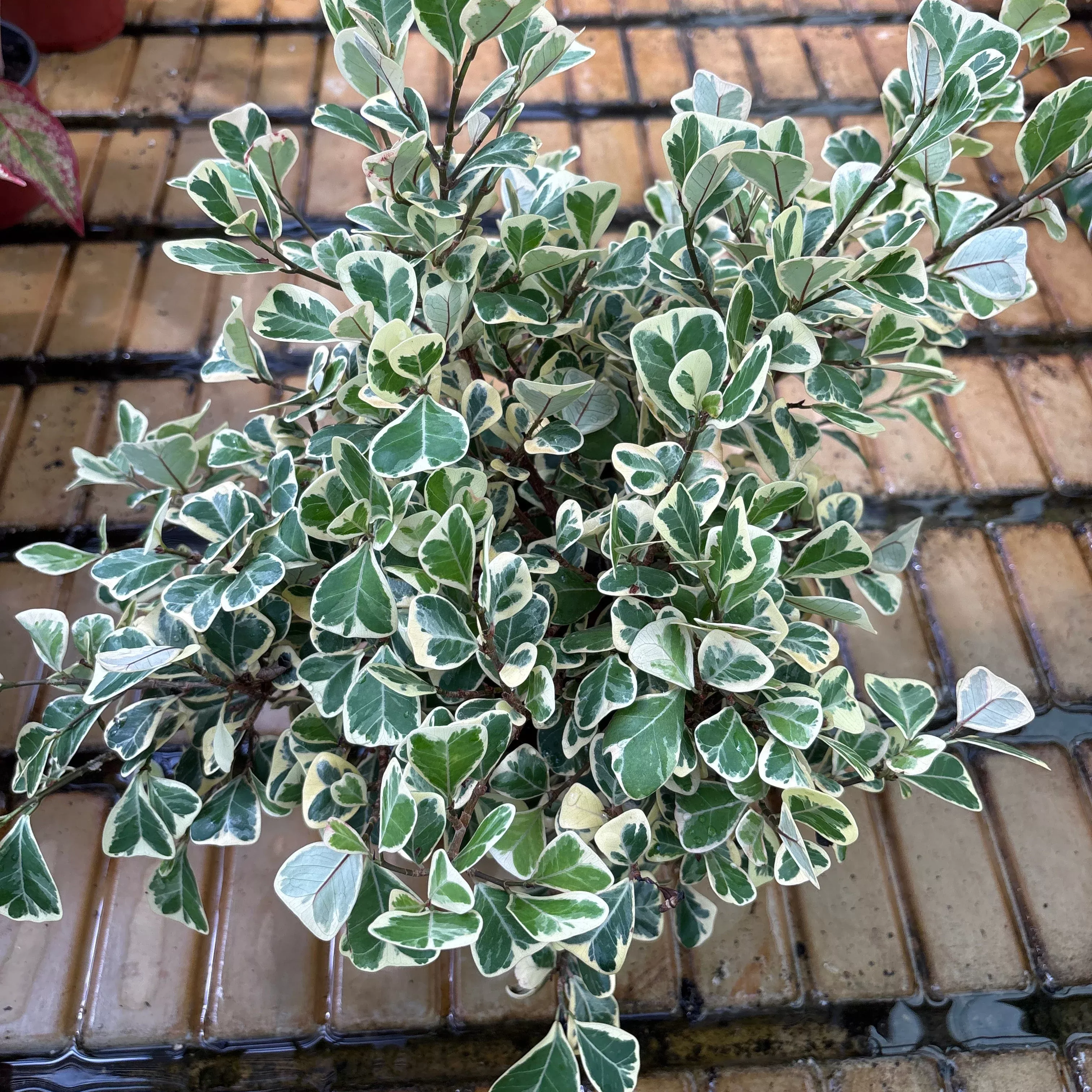 Variegated Triangle-leaved Ficus - Ficus Triangularis - 7" Potted Houseplant