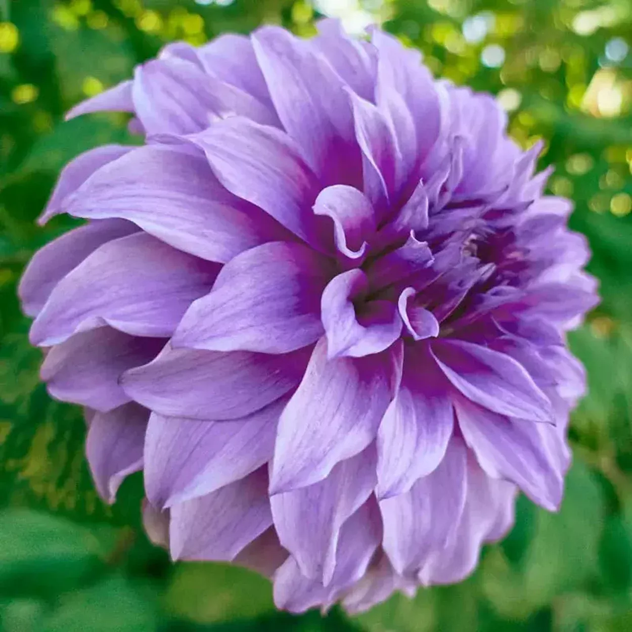 Vassio Meggos Dahlia