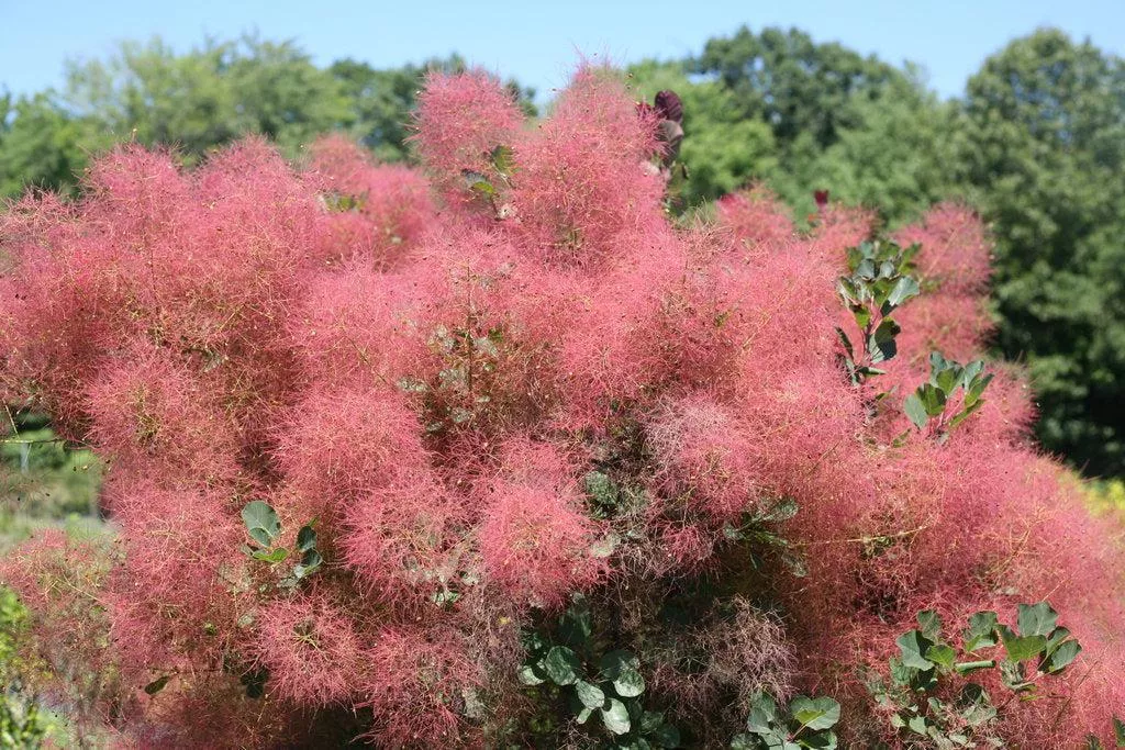 The Velvet Fog Smokebush