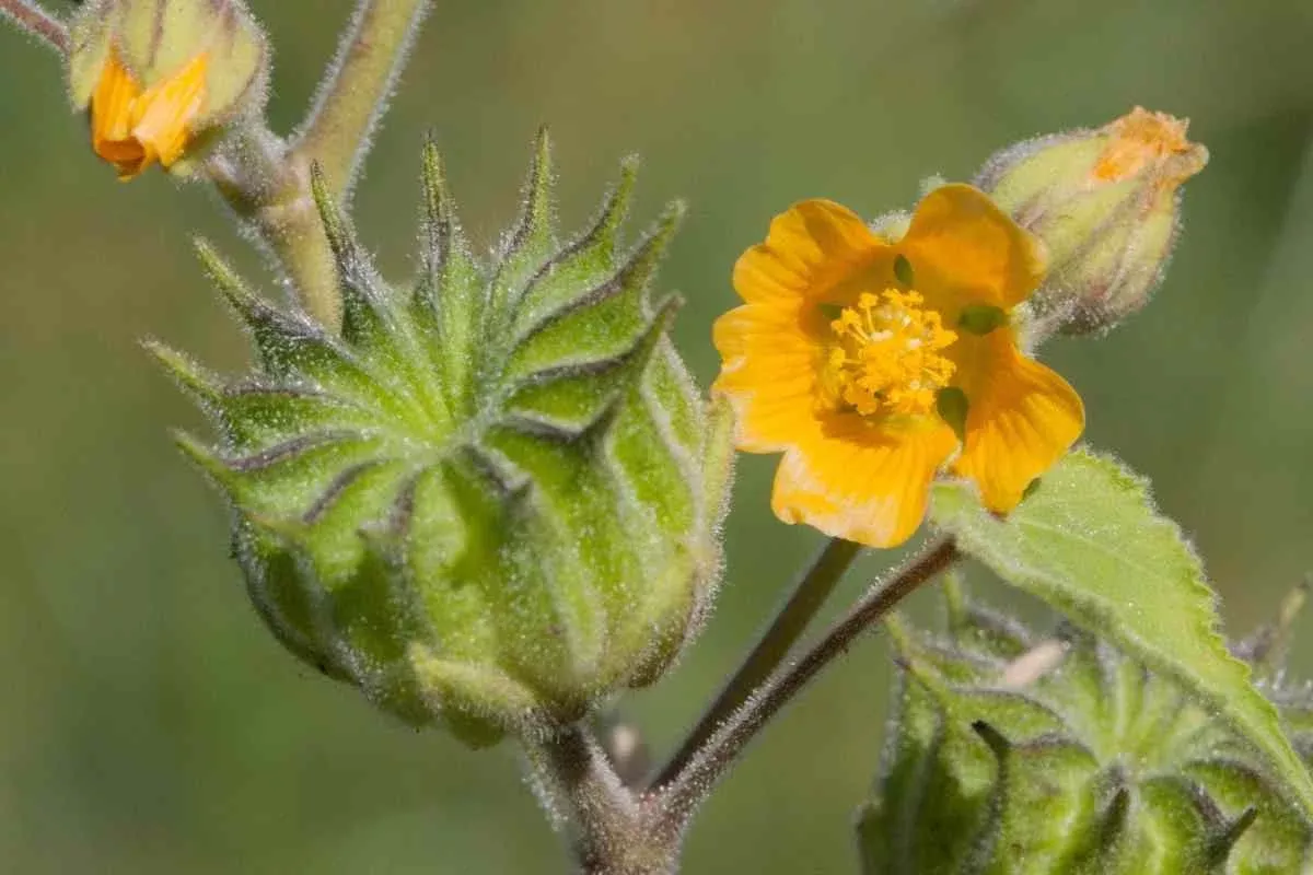 Velvetleaf