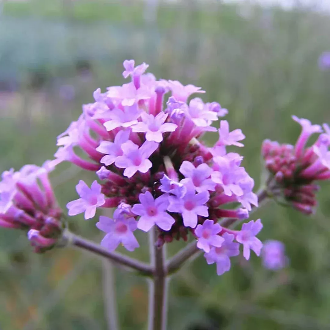 Verbena Bonariensis Lollipo - [EG]