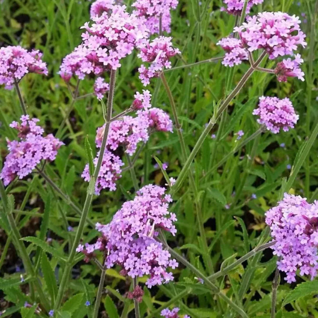 Verbena bonariensis 'Lollipop' | Lollipop Verbena- [EG]