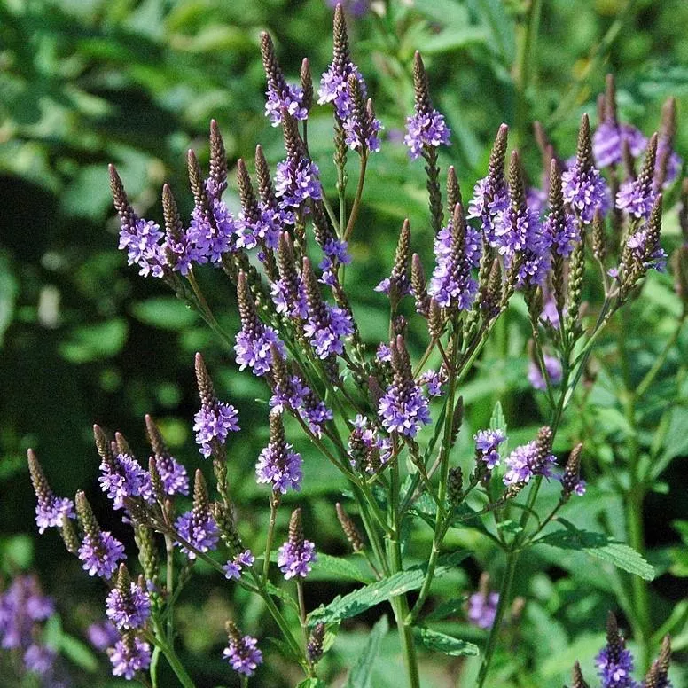 Verbena hastata- Blue Vervain