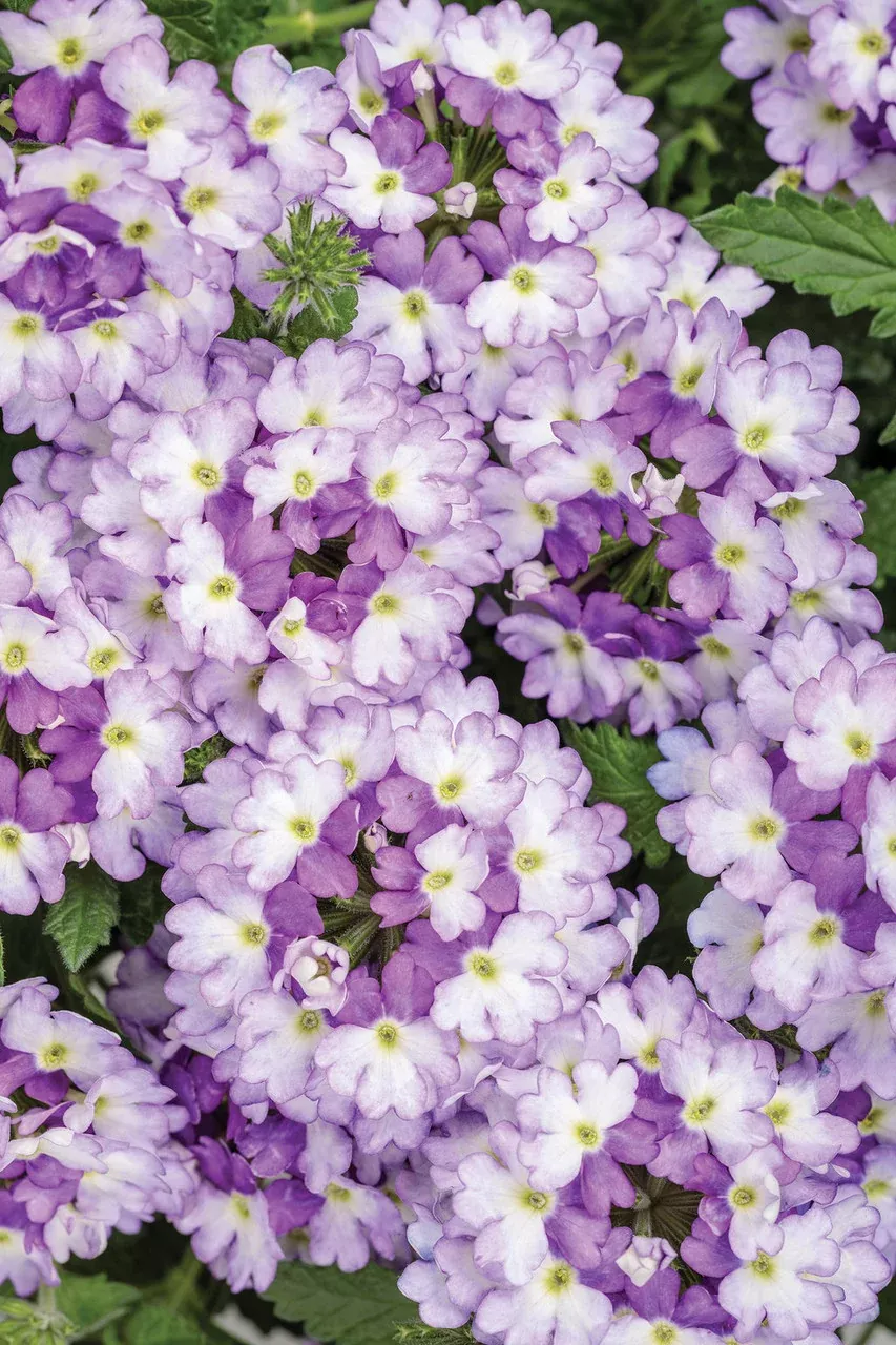 Verbena hybrid 'Superbena Sparkling Amethyst'