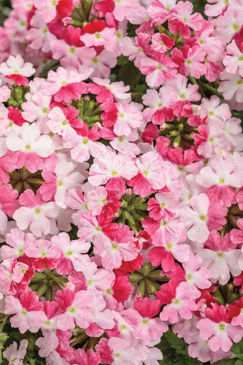 Verbena hybrid 'Superbena Sparkling Rosé'