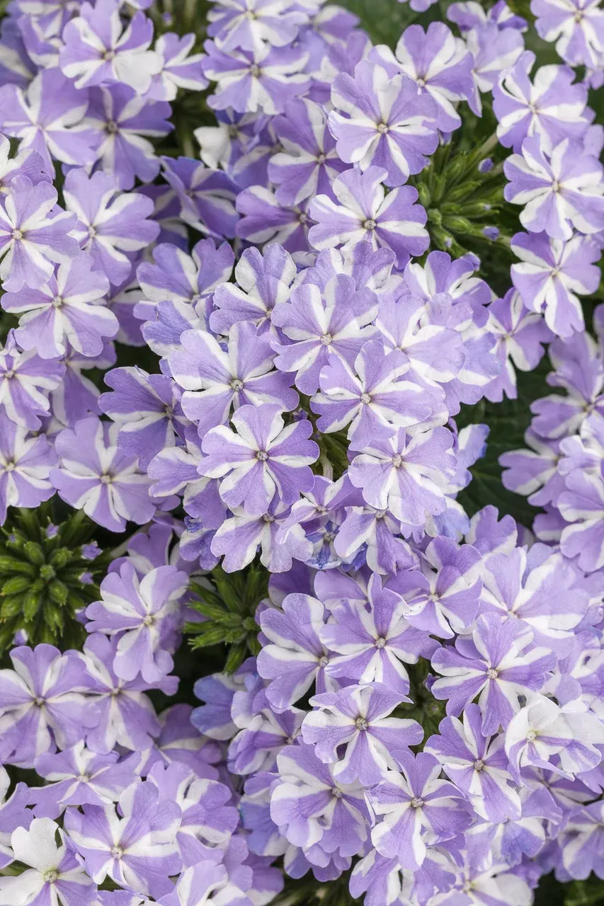 Verbena hybrid 'Superbena Stormburst'