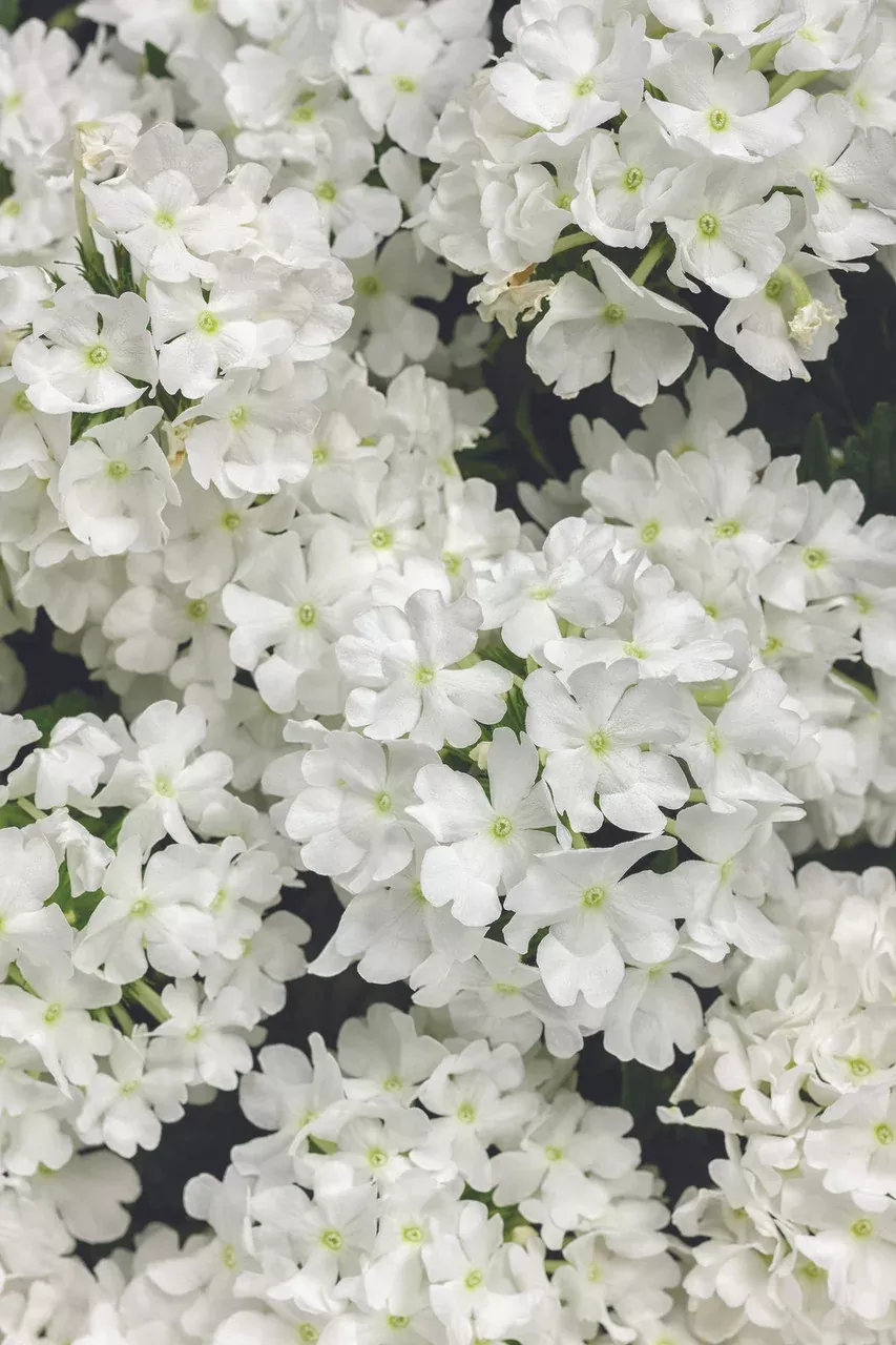 Verbena hybrid 'Superbena Whiteout'