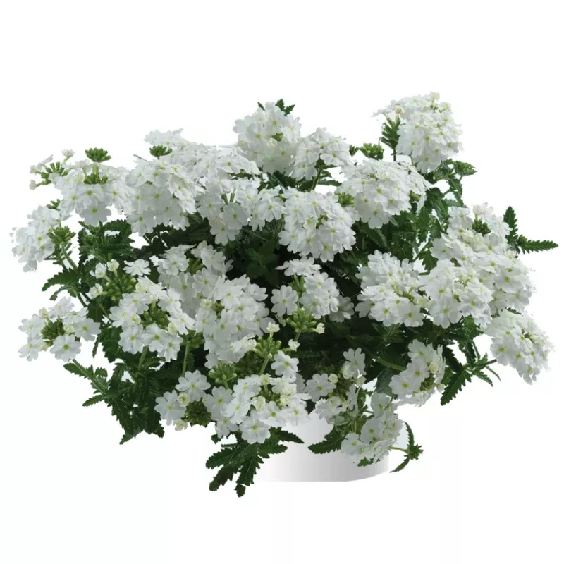 Verbena Vanessa White Improved Plant Plug (Verbena hybrid 'Vanessa White Improved') – Pure White Blooms for Borders, Beds, and Pollinator Spaces