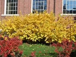 VERNAL WITCHHAZEL- Hamamelis vernalis