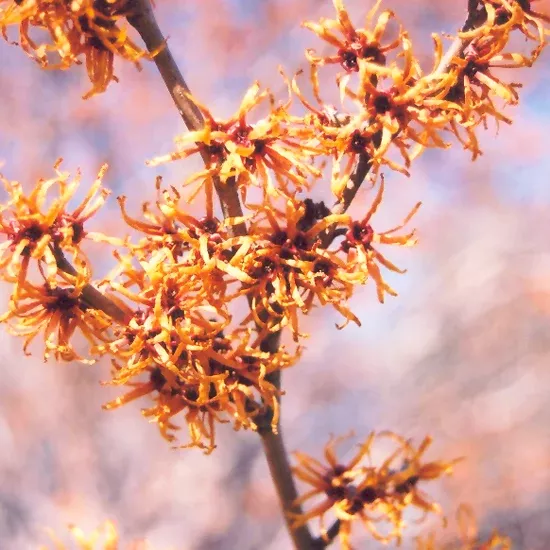 Vernal Witchhazel