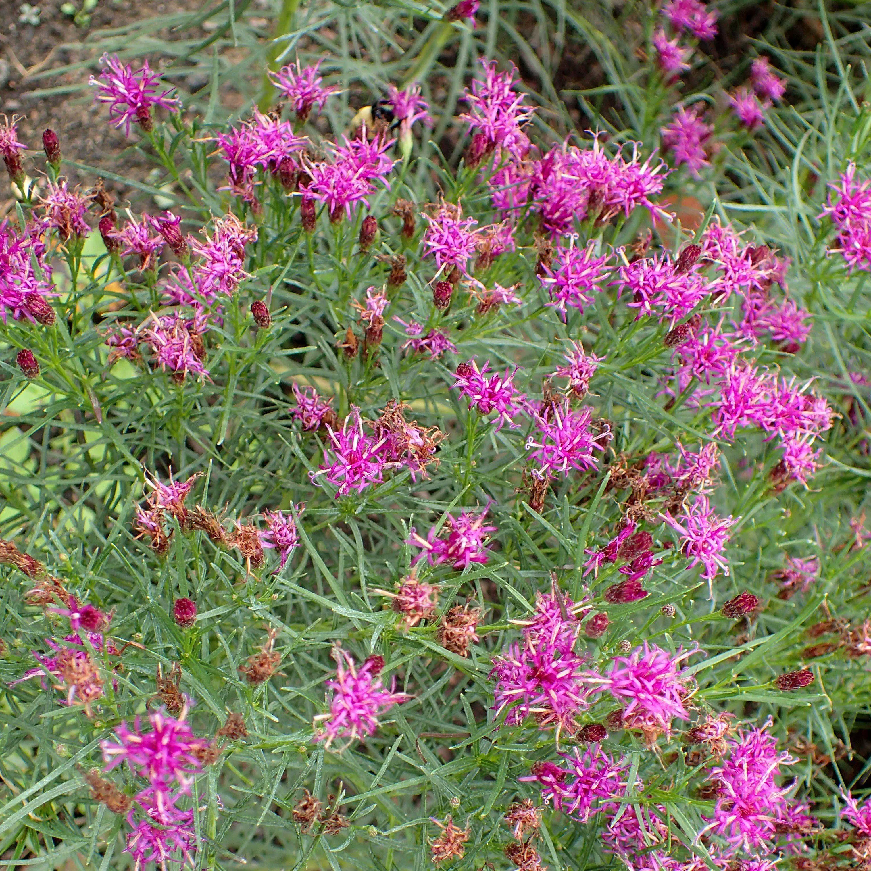 Vernonia lettermanii 'Iron Butterfly'- Iron Butterfly Ironweed