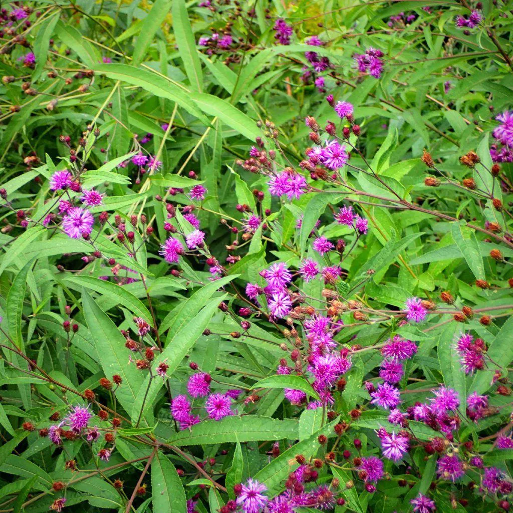 Vernonia noveboracensis- New York Ironweed