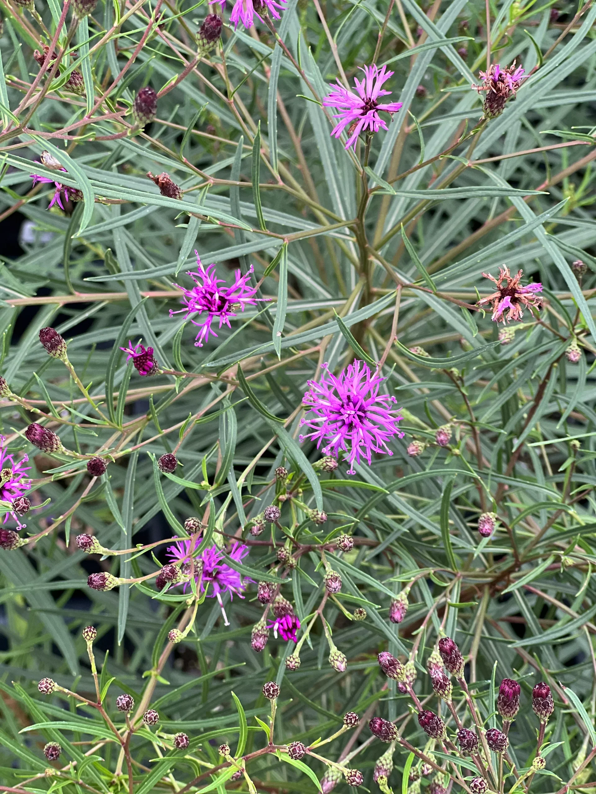 Vernonia 'Summer's Swan Song'