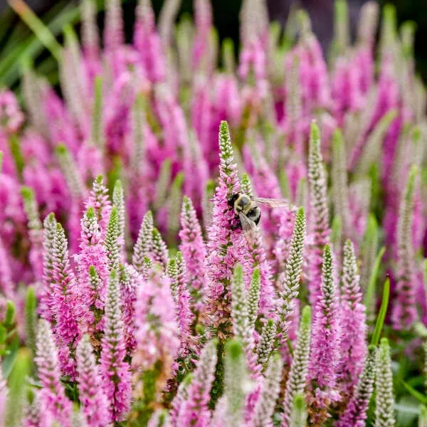 Veronica Hybrid Magic Show 'Pink Potion'