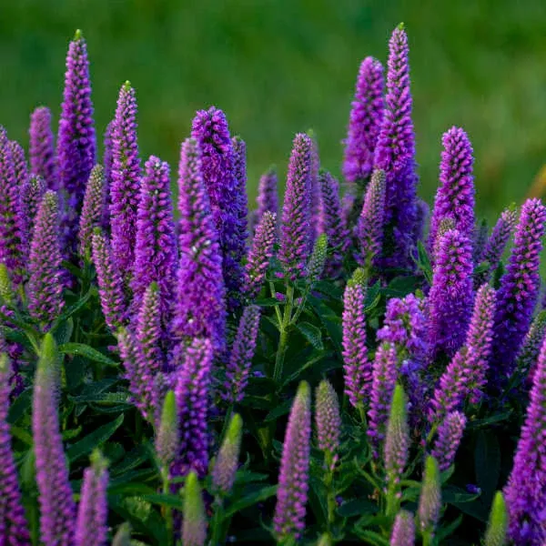 Veronica Hybrid Magic Show 'Purple Illusion'
