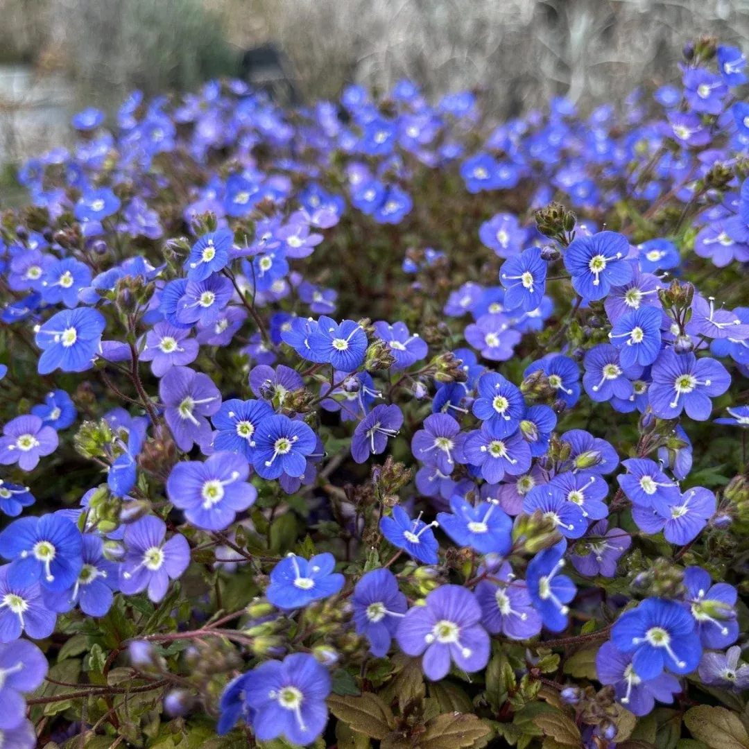 Veronica umbrosa 'Georgia Blue'