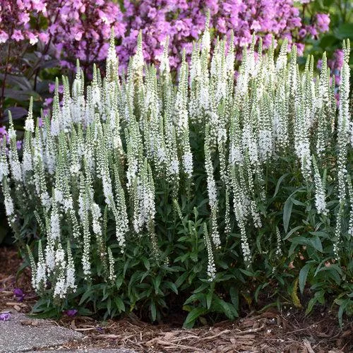 Veronica 'White Wands'- Magic Show White Wands Speedwell