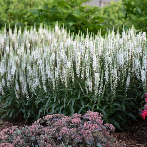 Veronica x 'Magic Show White Wands' / Speedwell