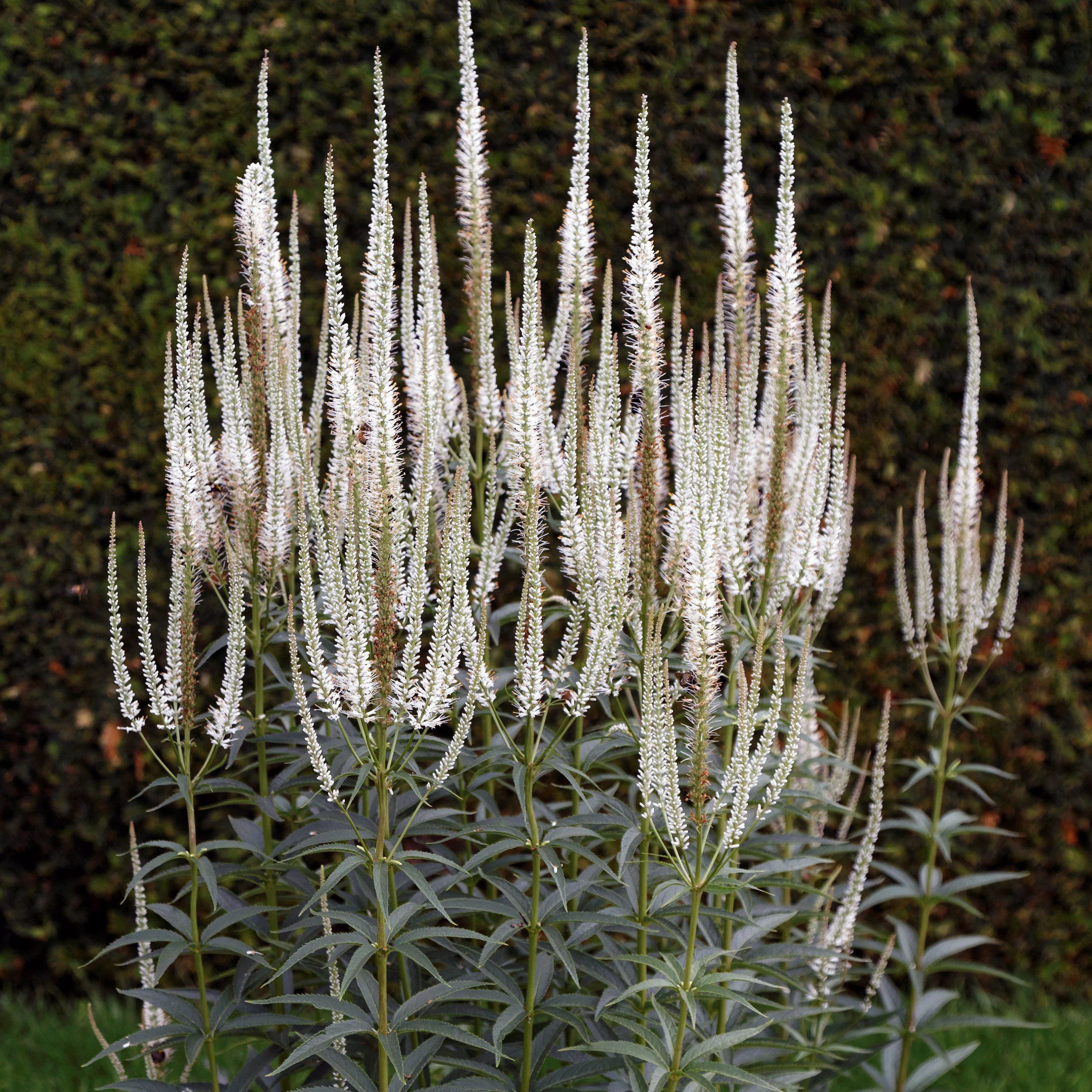 Veronicastrum virginicum- Culver's Root