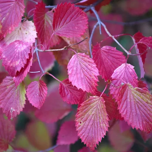 Viburnum Autumn Jazz - 5 Gallon Pot
