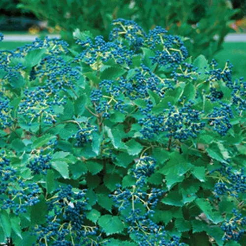 Viburnum Blue Muffin - 3 Gallon Pot