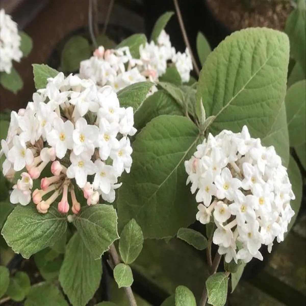 Viburnum carlesii AuroraArrowwood