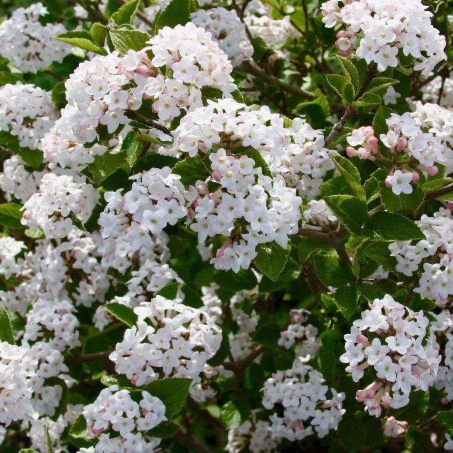 Viburnum carlesii ‘Select S’- Sugar N' Spice™ Korean Spice Viburnum