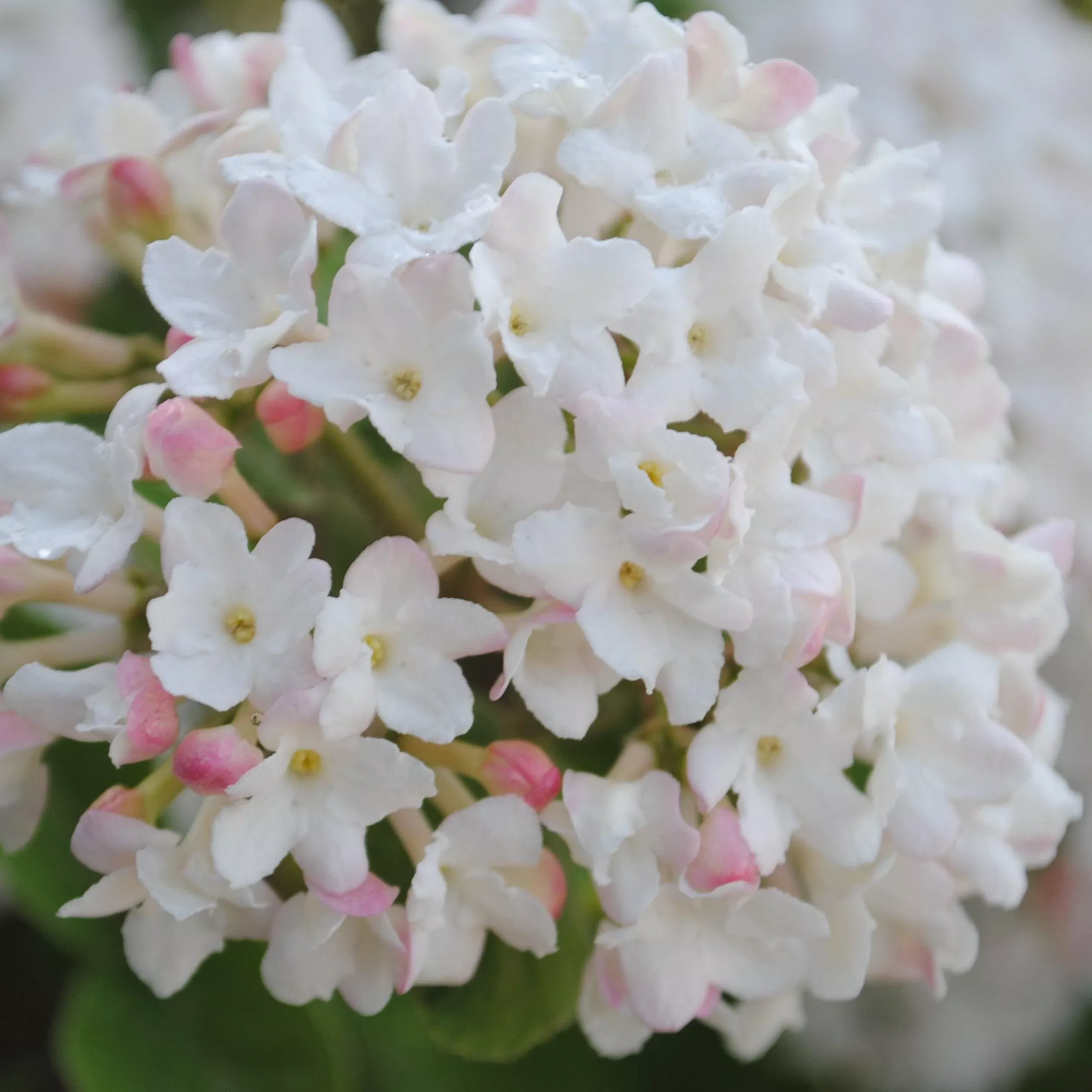 Viburnum carlesii ‘Select A’- Spice Island™ Korean Spice Viburnum