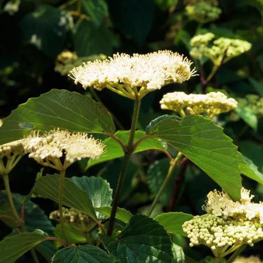 Viburnum dentatum 'Blubzam'- Blue Blaze™ Viburnum