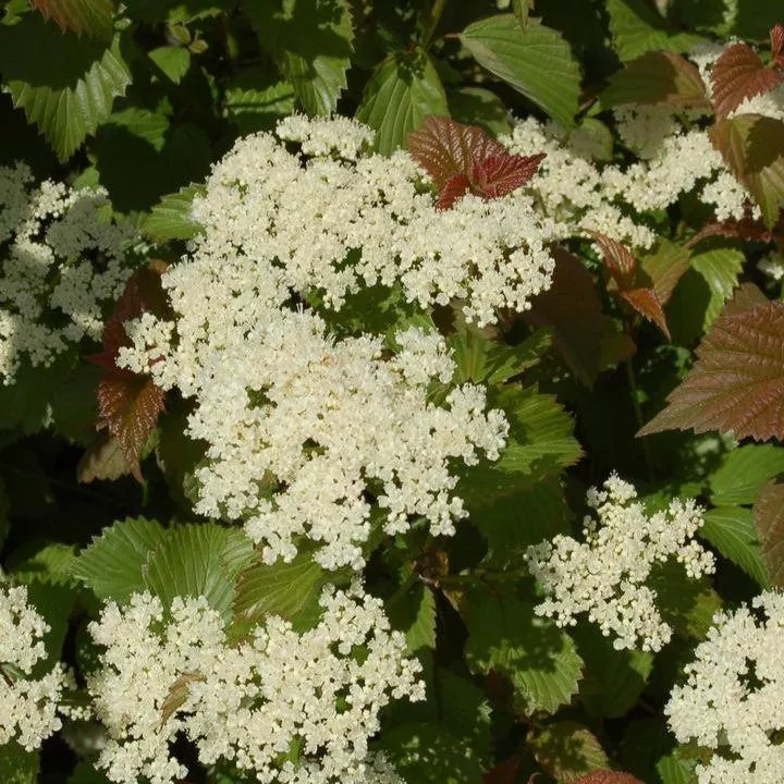 Viburnum dentatum 'J.N. Select'- Red Feather Arrowwood