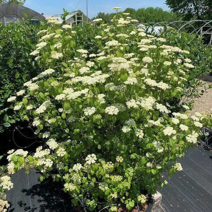 Viburnum dentatum 'Plum Pudding'-NativeStar Plum Pudding Viburnum