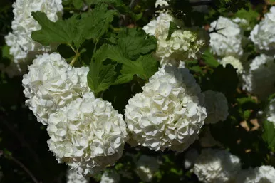 Viburnum Eastern Snowball 1 Gallon