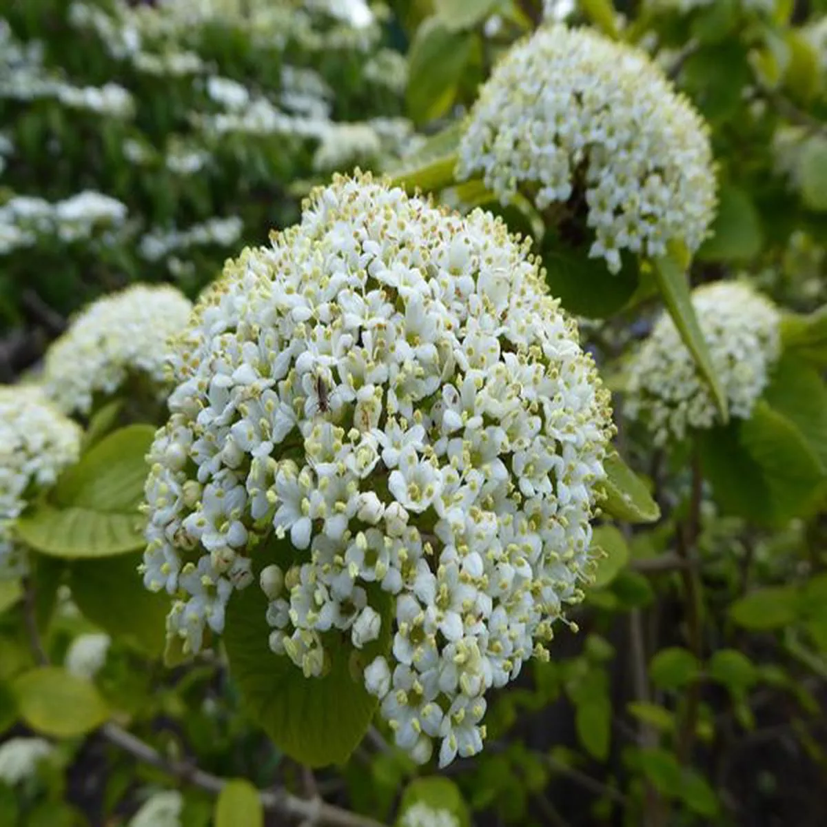 Viburnum lantana AureaArrowwood