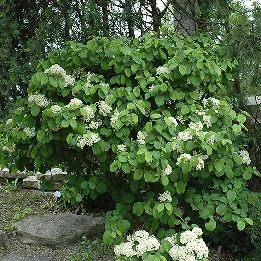 Viburnum Newport Doublefile - 5 Gallon Pot
