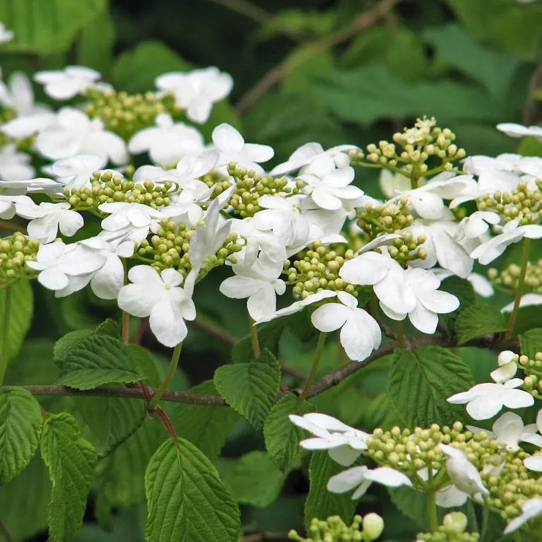 Viburnum plicatum 'Shasta'- Shasta Viburnum, Doublefile Viburnum