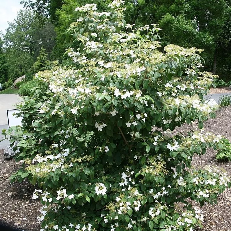 Viburnum plicatum var. tomentosum 'Summer Snowflake'- Summer Snowflake Viburnum