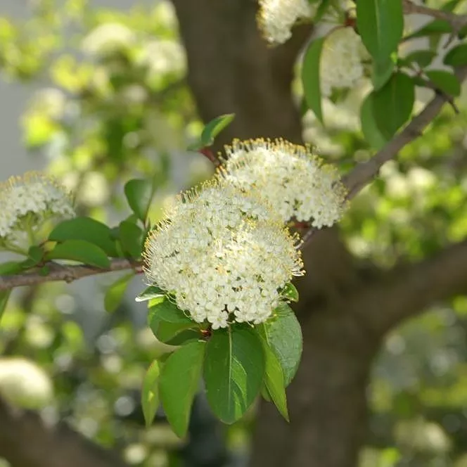 Viburnum prunifolium- Blackhaw Viburnum
