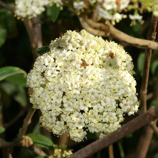 Viburnum × rhytidophylloides 'Alleghany'- Alleghany Viburnum