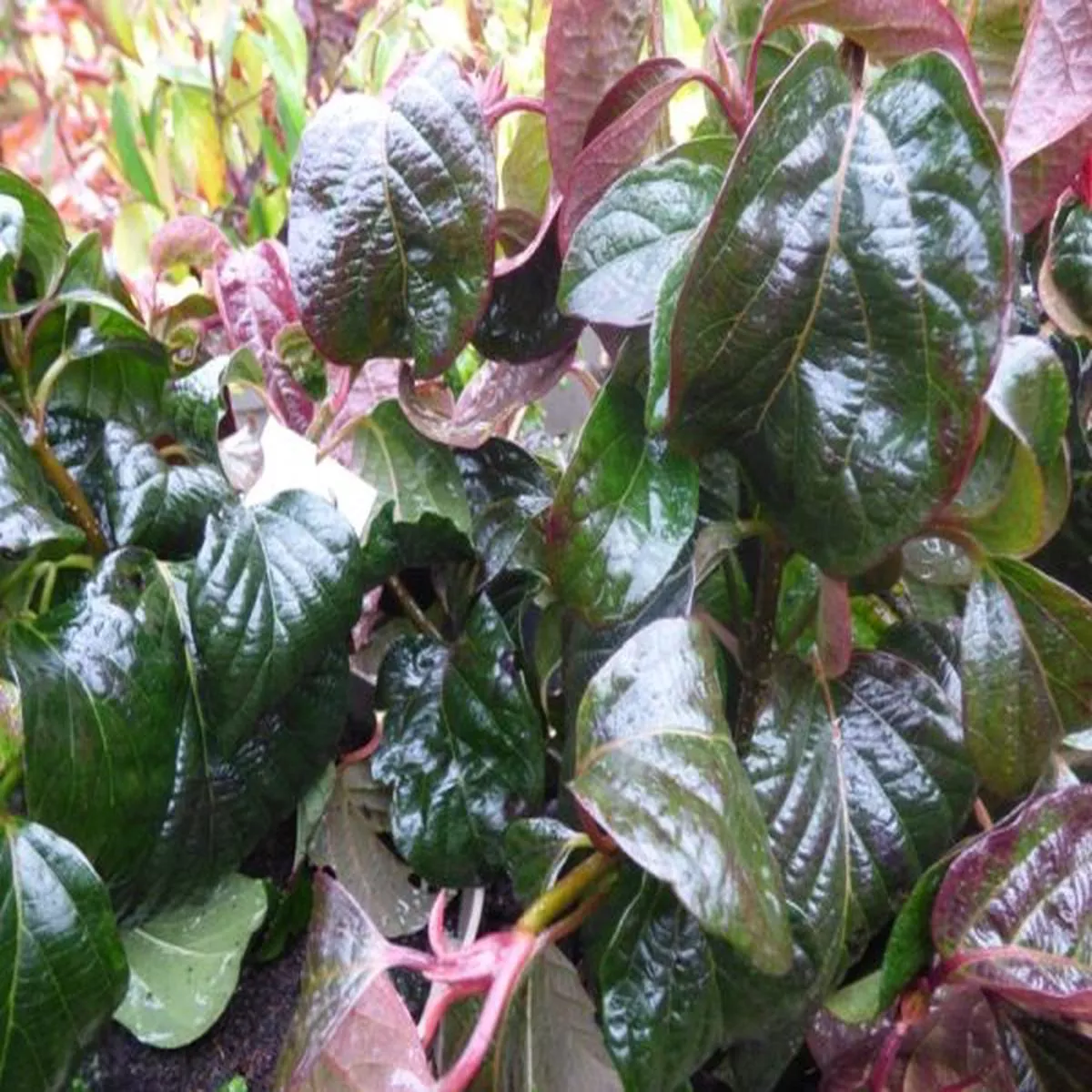 Viburnum Shiny Dancer