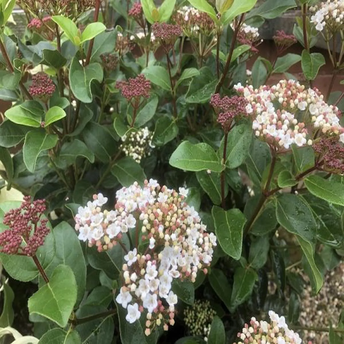 Viburnum tinus Lisa RoseLaurustinus