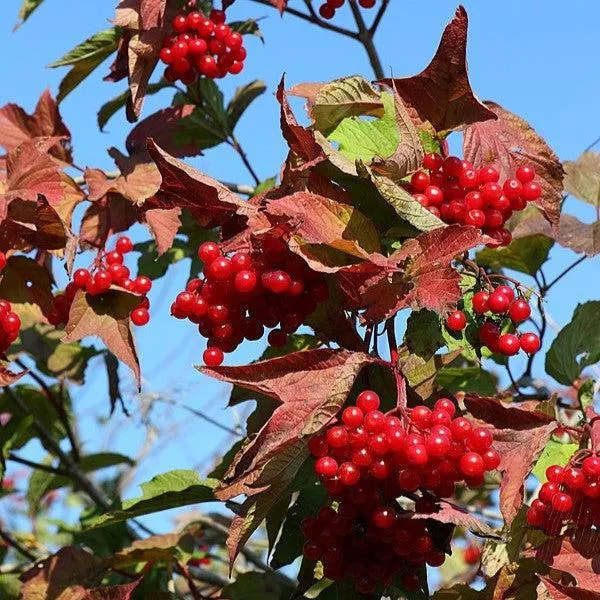 Viburnum trilobum ‘Bailey Compact’- Bailey Compact Viburnum