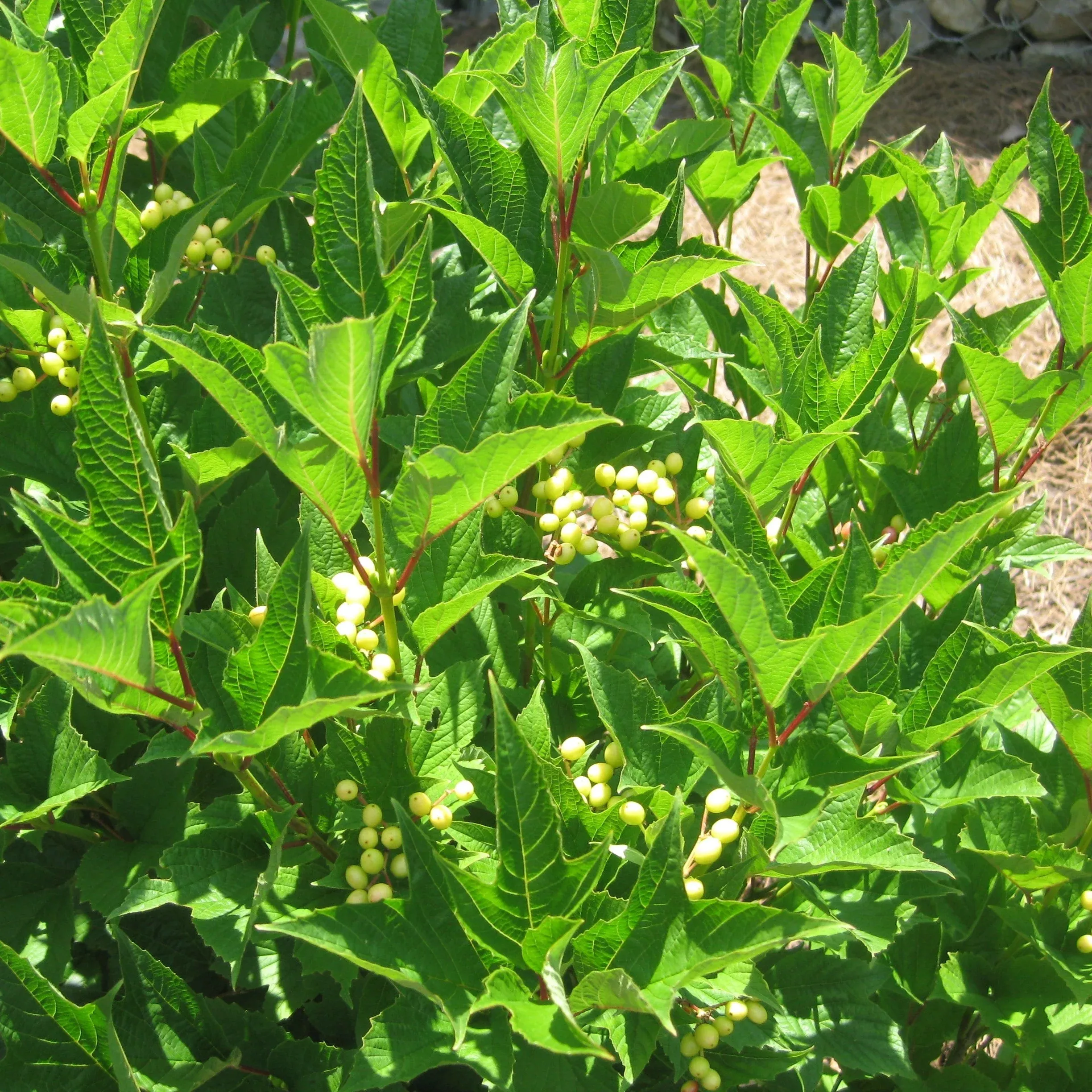 Viburnum trilobum ‘Wentworth’- Wentworth Viburnum
