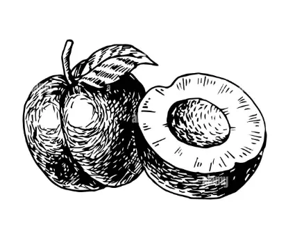 Victoria Plum Tree
