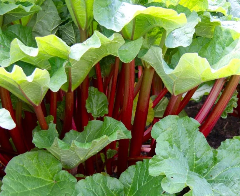 Victoria Red Rhubarb Seeds