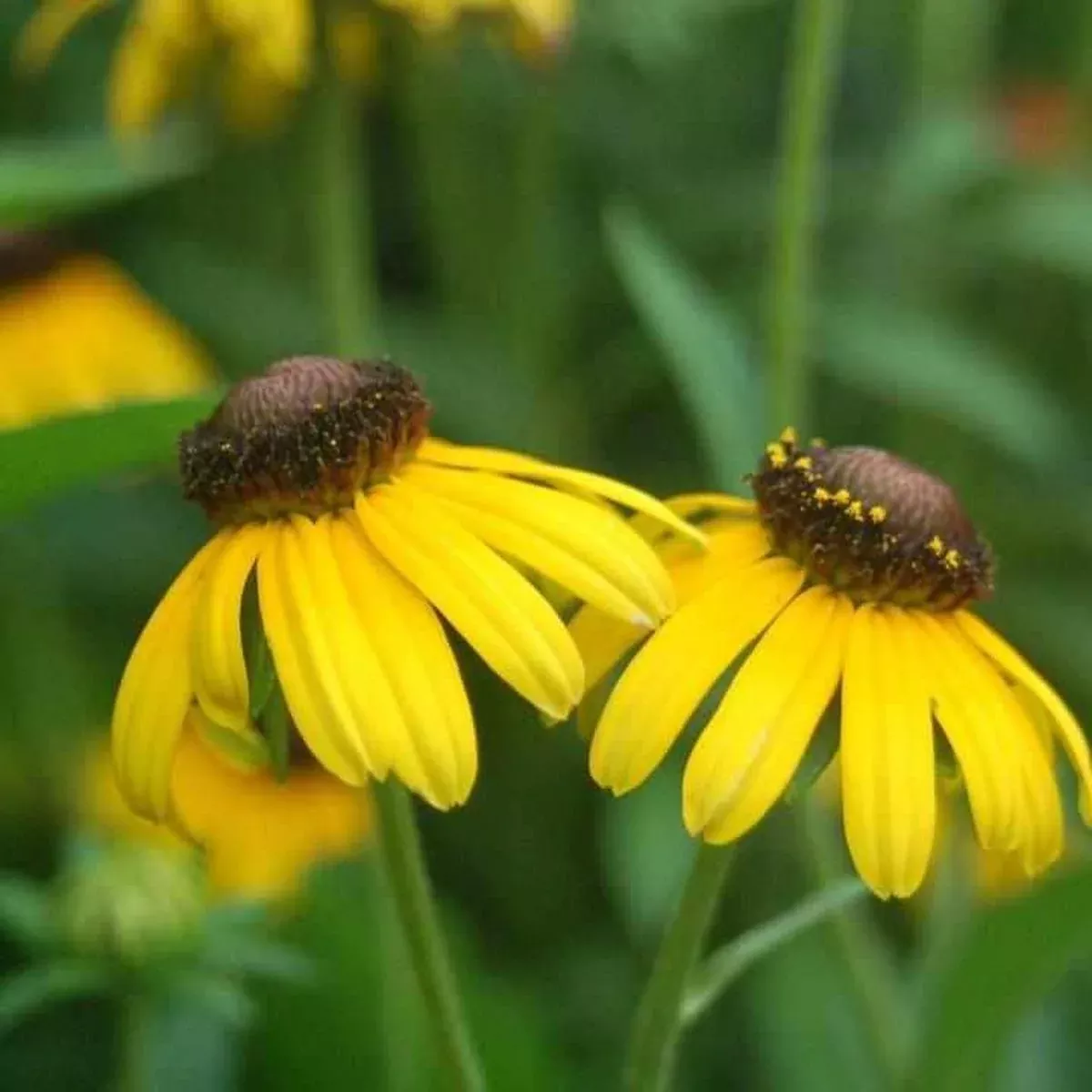 Viette's Little Suzie Rudbeckia