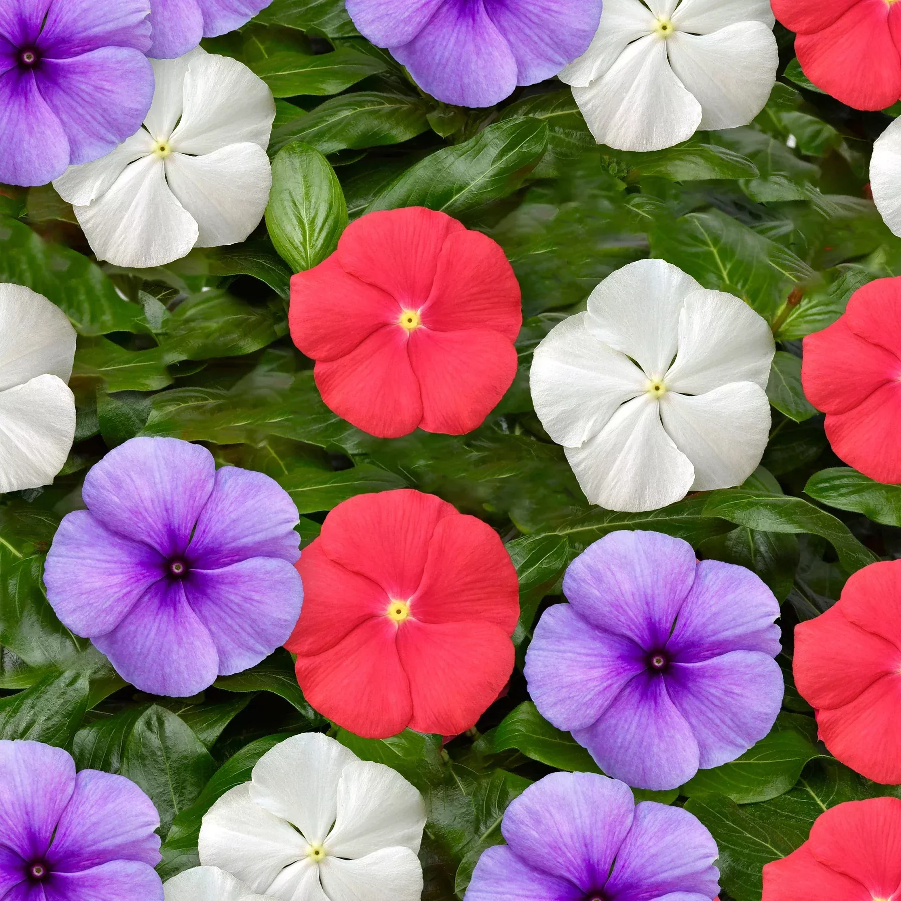 Vinca Blockbuster