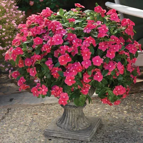 Vinca Catharanathus 'Cora Cascade Cherry'